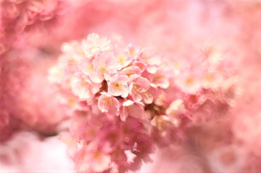 Super Takumar 55mm F1.8 宝石レンズ リングボケ