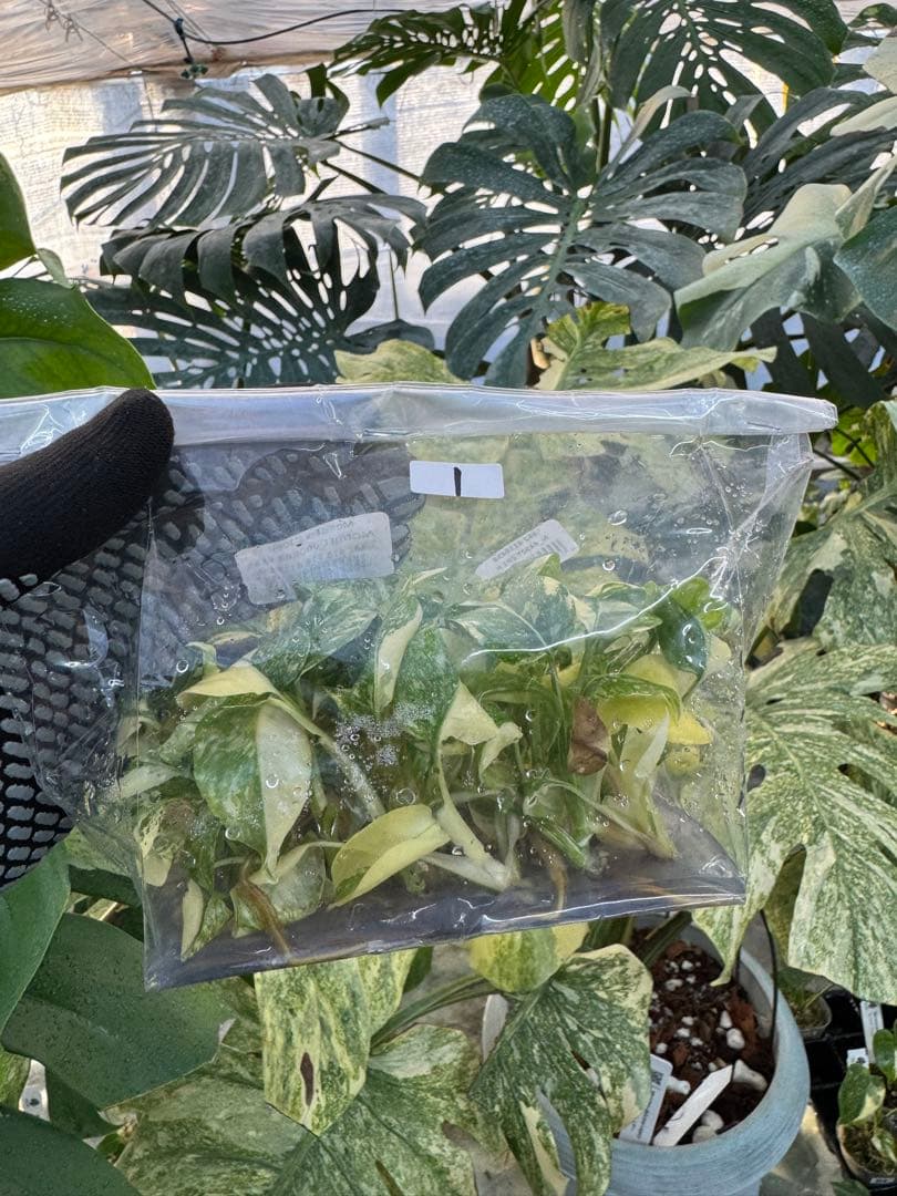 1モンステラ　タイコンステレーション　美斑入り　組織培養苗　30株まとめ
