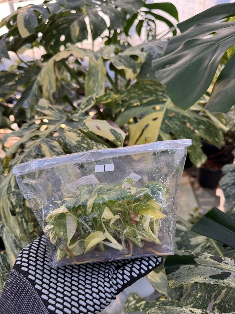 1モンステラ　タイコンステレーション　美斑入り　組織培養苗　30株まとめ