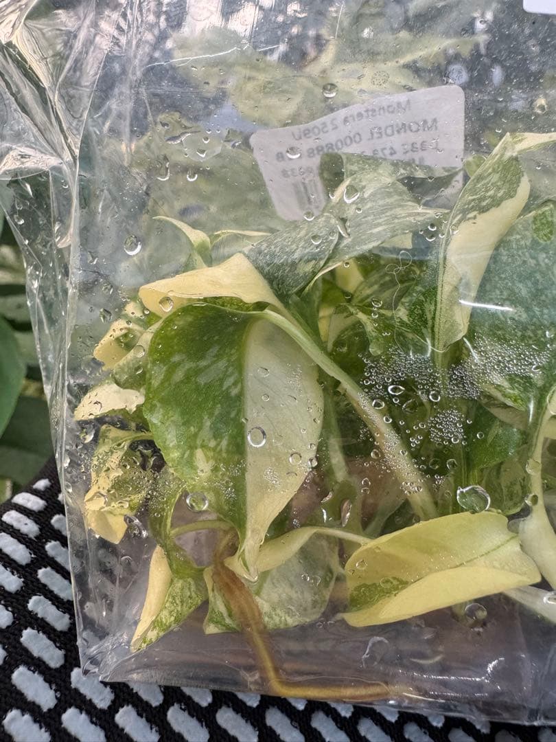 1モンステラ　タイコンステレーション　美斑入り　組織培養苗　30株まとめ