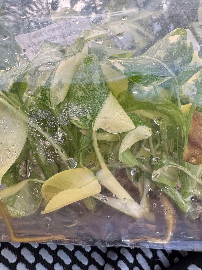 1モンステラ　タイコンステレーション　美斑入り　組織培養苗　30株まとめ