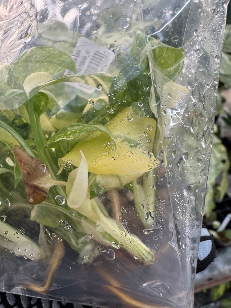 1モンステラ　タイコンステレーション　美斑入り　組織培養苗　30株まとめ