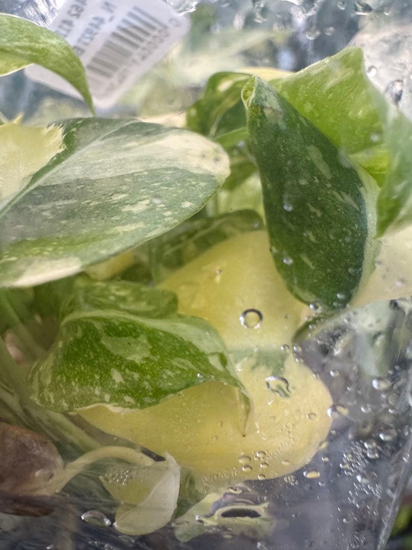 1モンステラ　タイコンステレーション　美斑入り　組織培養苗　30株まとめ