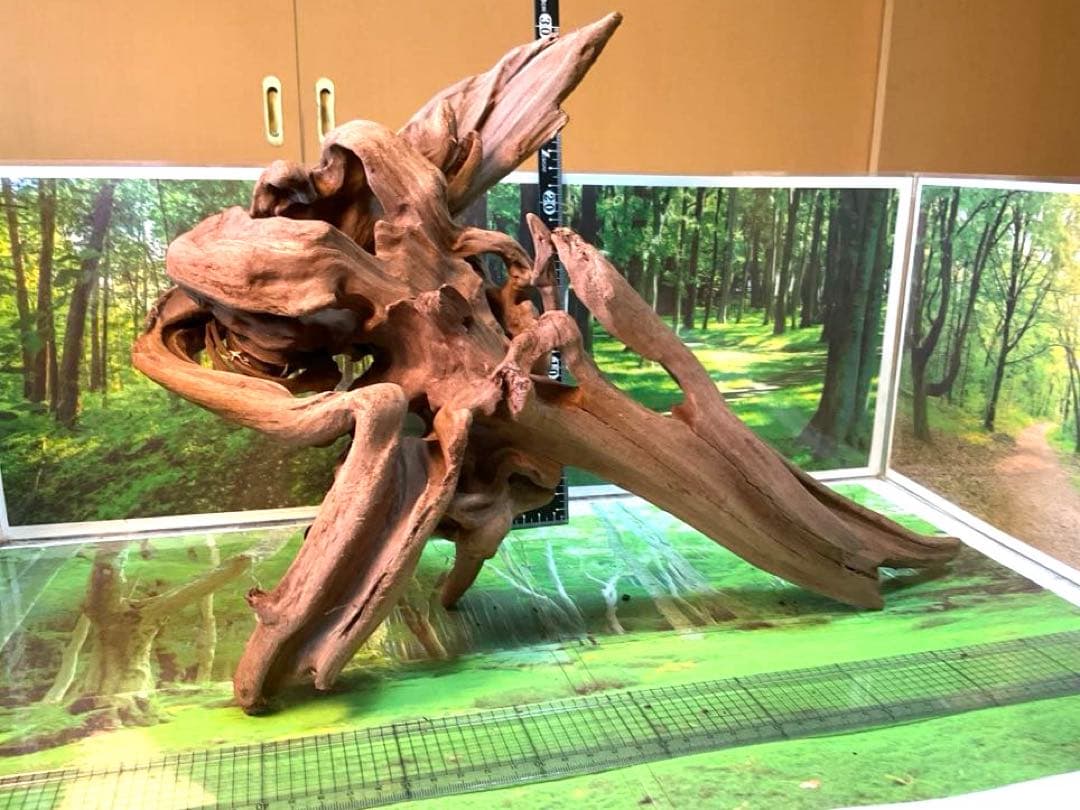 けすけ様　ご提案用　天然水槽用流木　沈水確認済み