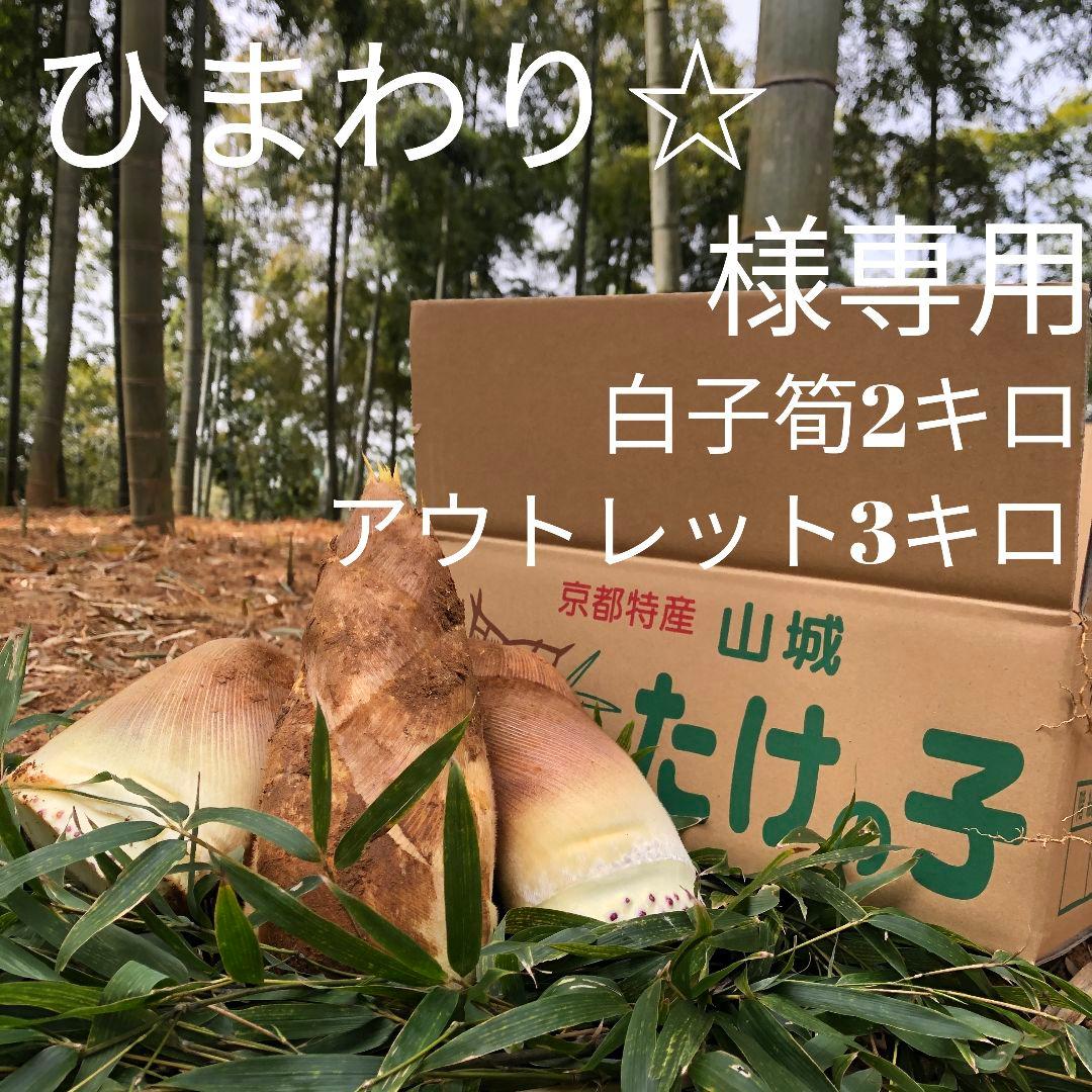 ひまわり 白子筍 2キロアウトレット3キロ箱込み