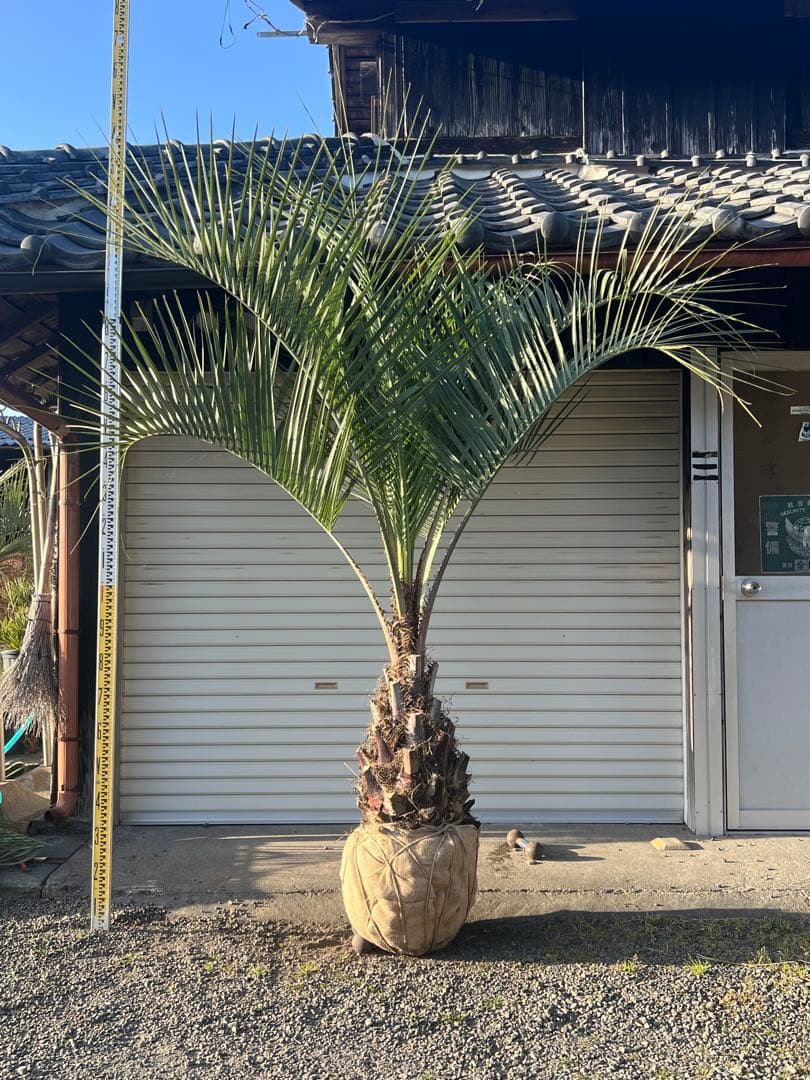 ココスヤシ　超極太株　シルバーリーフ　カルフォルニアスタイル　送料込み価格