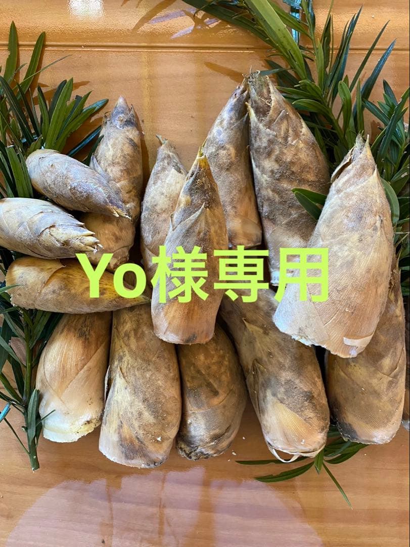 伊勢志摩たけのこ　掘りたてY o