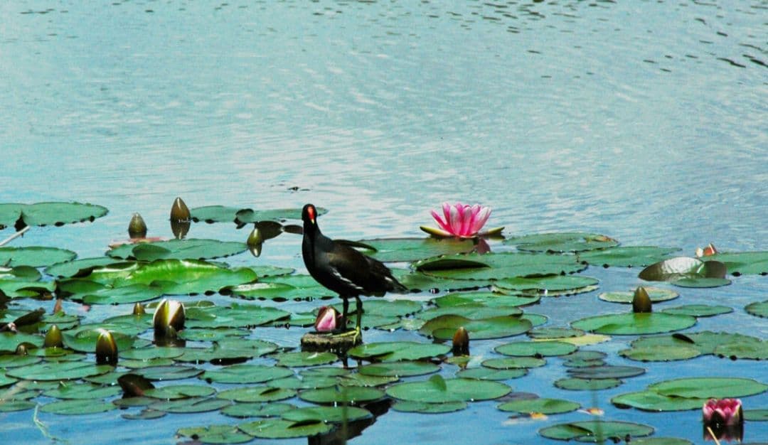 らんみみ様　NIKON　D70⚡️レンズ1本で広角から超望遠まで⚡️ニコン　一眼