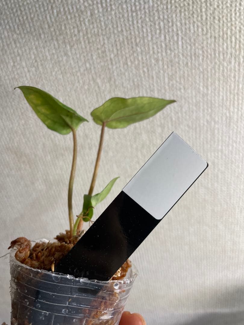 J*様 Anthurium AOS✖️RVDP斑入り