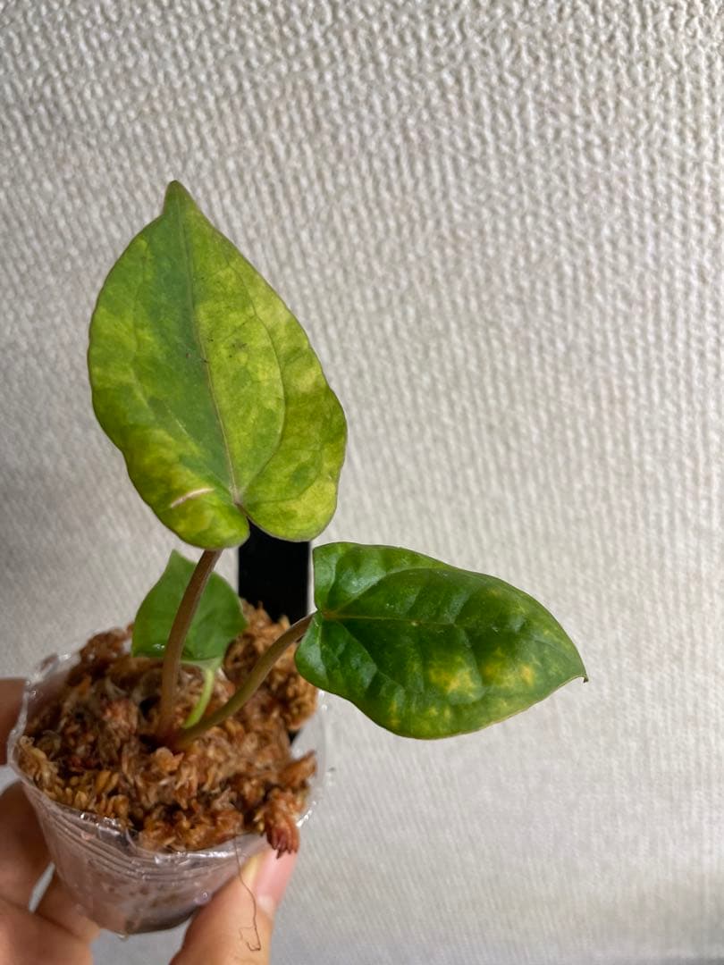 J*様 Anthurium AOS✖️RVDP斑入り