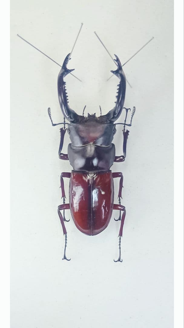 ※貴重・美麗　フォルスタ−フタマタクワガタ(原名亜種)