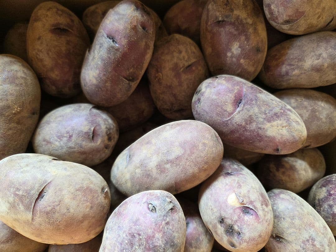 湯どうふ！長崎県産デストロイヤーじゃがいも、俵マゼラン各10㎏　計20㎏