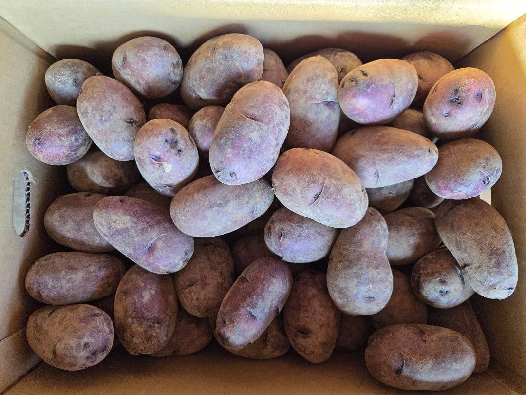 湯どうふ！長崎県産デストロイヤーじゃがいも、俵マゼラン各10㎏　計20㎏