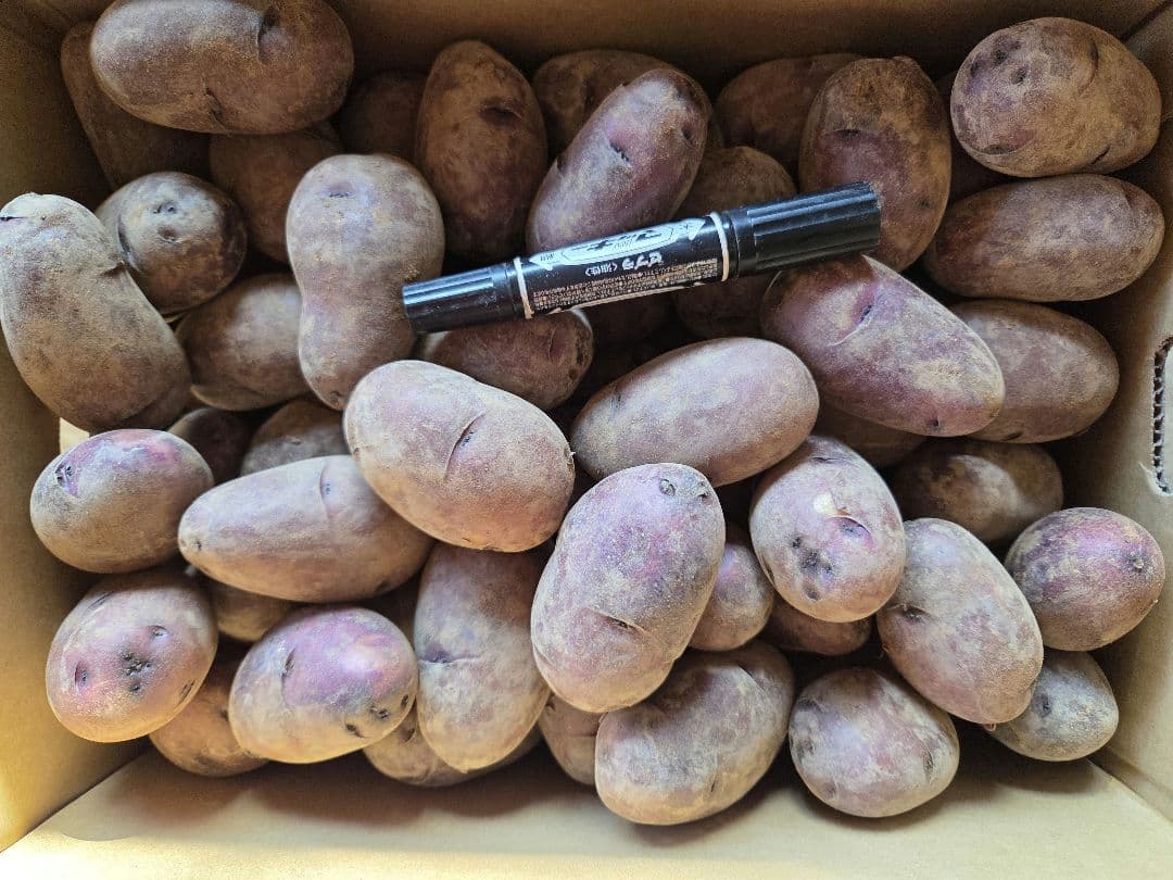 湯どうふ！長崎県産デストロイヤーじゃがいも、俵マゼラン各10㎏　計20㎏