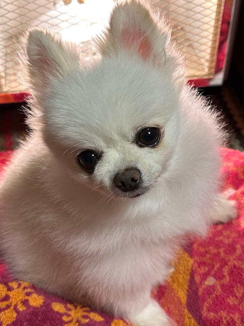 光線治療　サナモアレギュラーカーボン　５箱