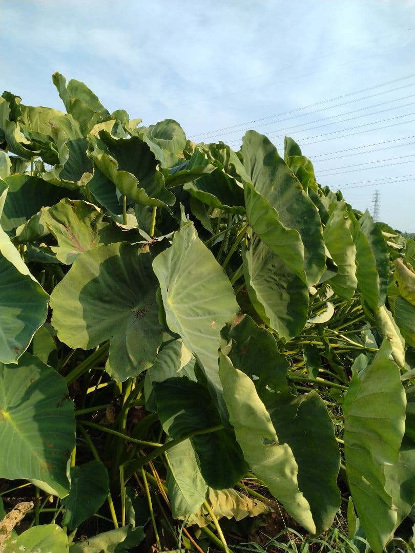 La★na様　里芋(土垂)　約10kg種用 小芋のみ