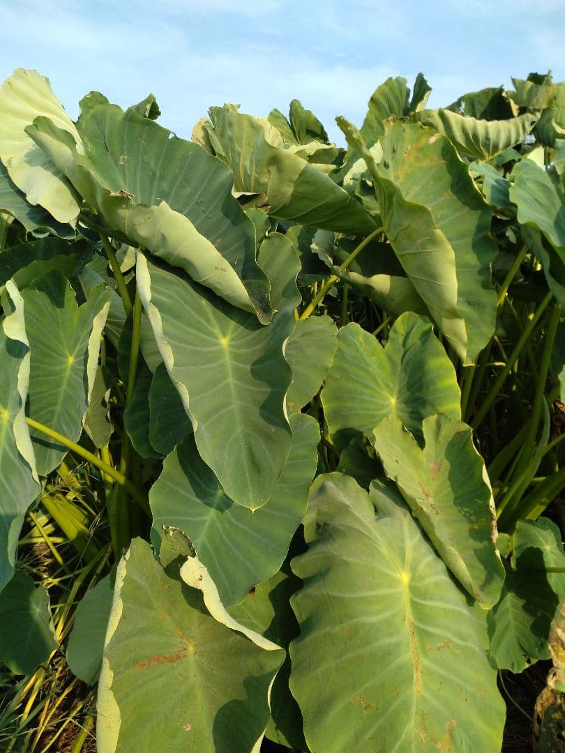 La★na様　里芋(土垂)　約10kg種用 小芋のみ