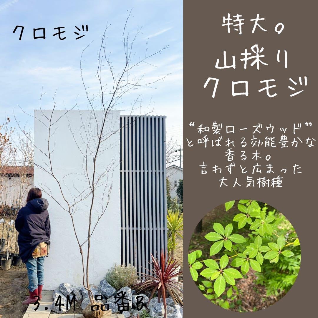 特大。山採りクロモジ3.4M(鉢底から)