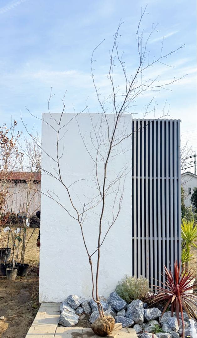 特大。山採りクロモジ3.4M(鉢底から)