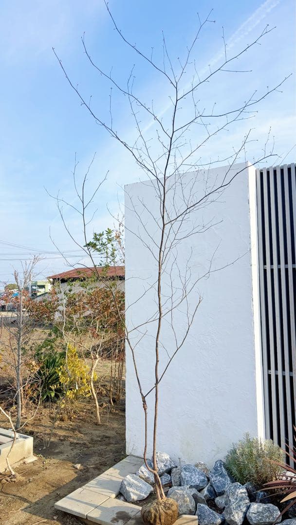 特大。山採りクロモジ3.4M(鉢底から)