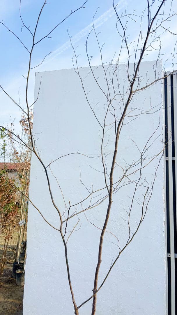 特大。山採りクロモジ3.4M(鉢底から)