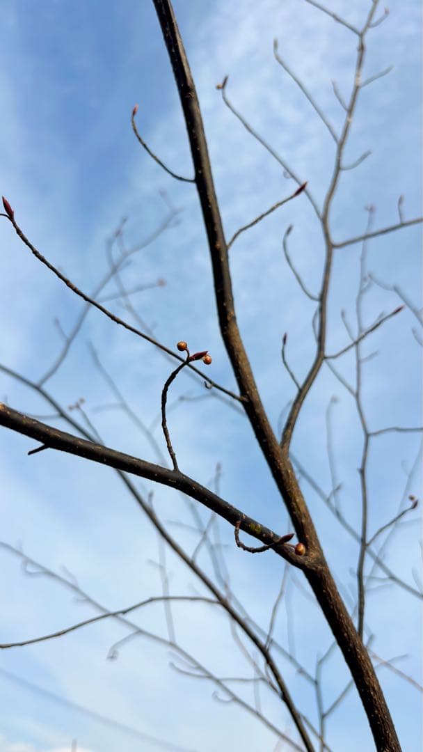 特大。山採りクロモジ3.4M(鉢底から)