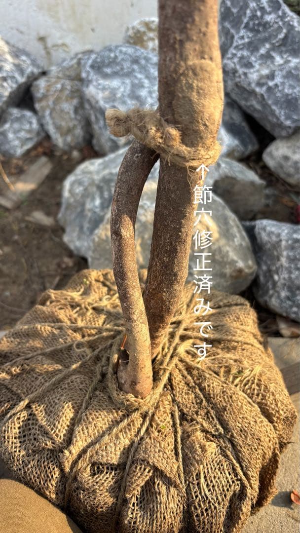 特大。山採りクロモジ3.4M(鉢底から)