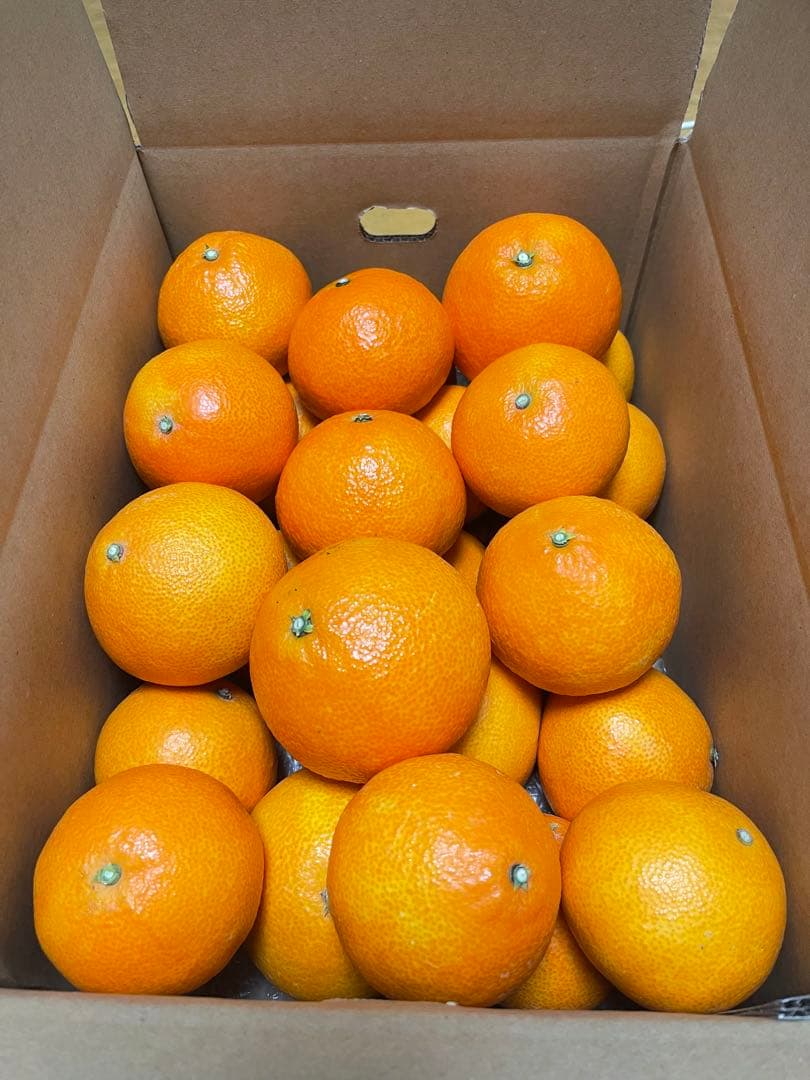 紅マドンナ(5kgx3箱)・ご家庭用