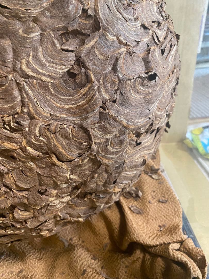 雀蜂の巣 スズメバチ ガラスケース　ハチの巣 オルゴール付きの木箱