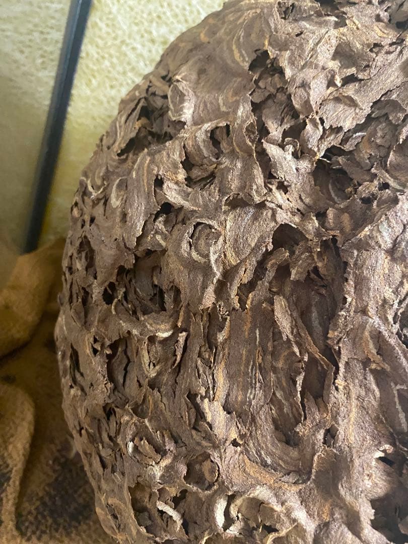 雀蜂の巣 スズメバチ ガラスケース　ハチの巣 オルゴール付きの木箱