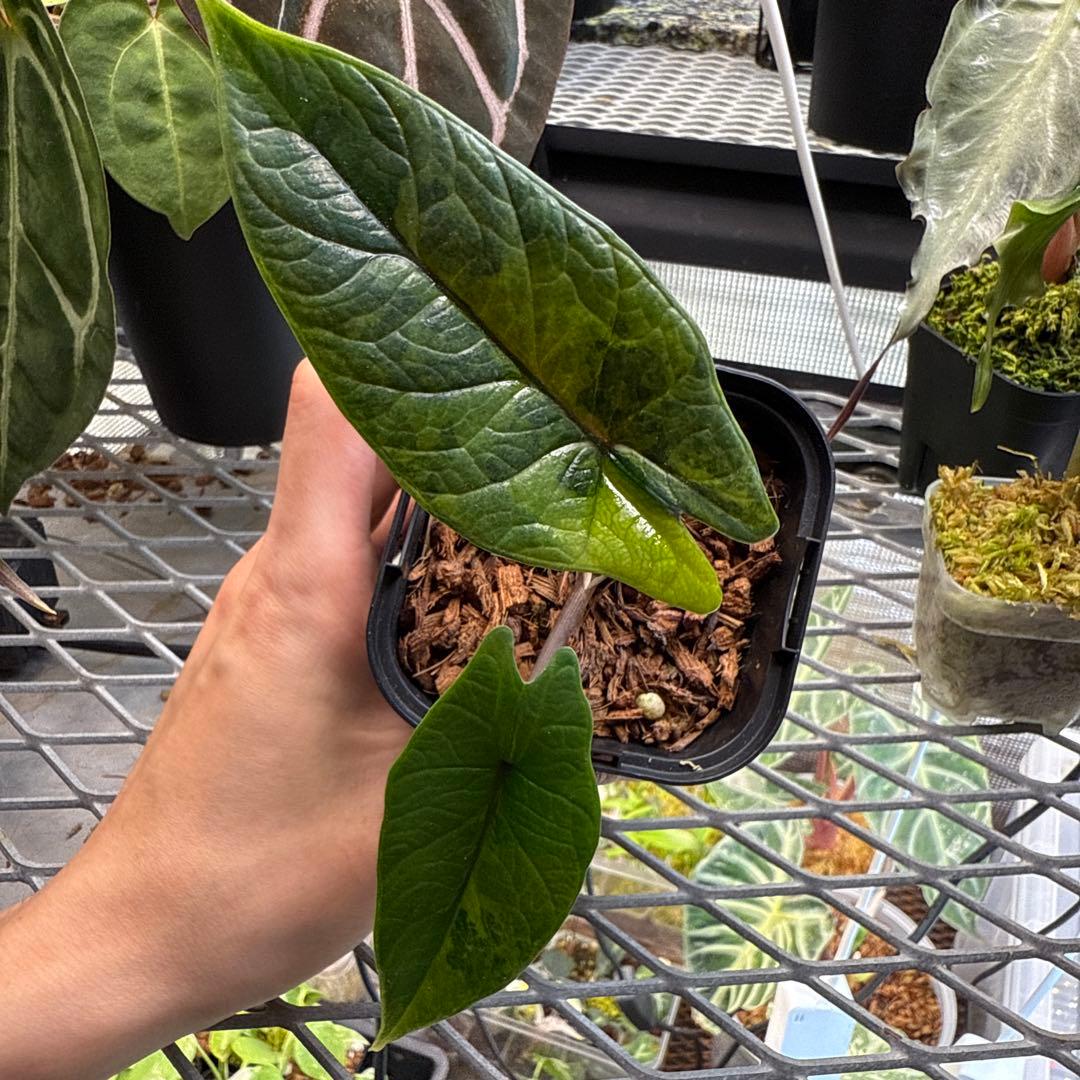 S*y様 アロカシア スカルプラム オーレア