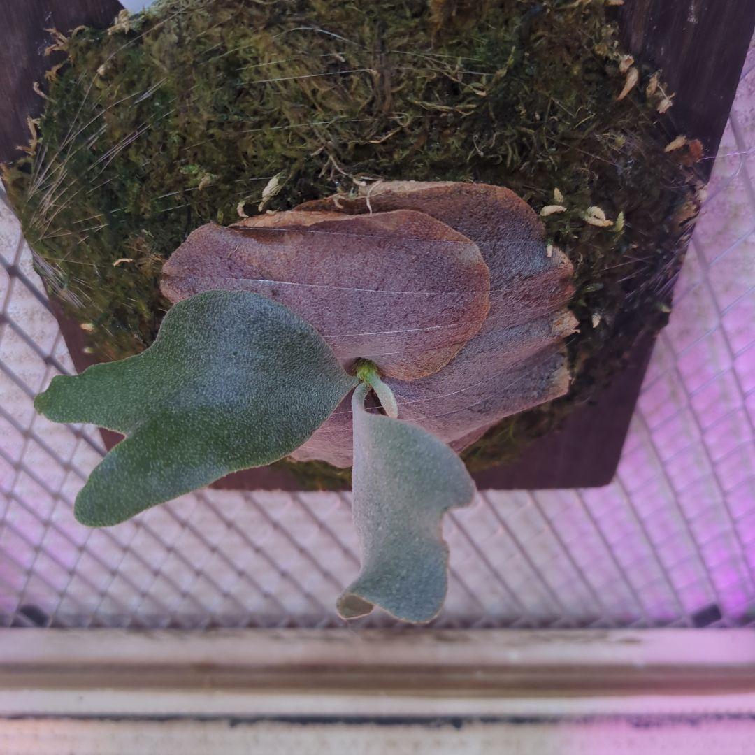 わ*ち様 【期間限定出品】P.FSQ 'FW' oc/ビカクシダ