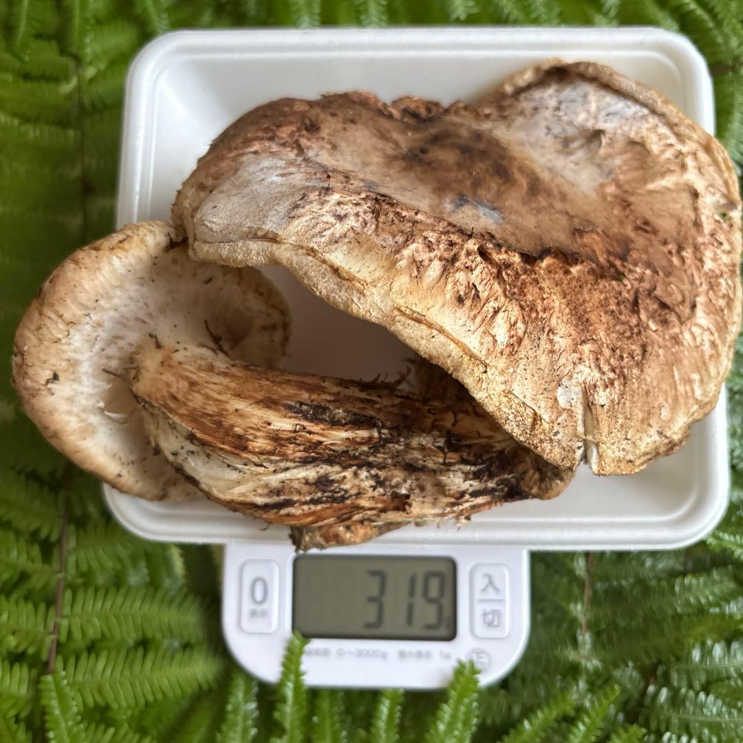 広島県産 松茸2本（319g）②訳ありです