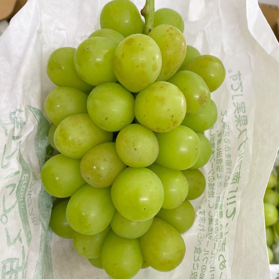 山梨県産　訳あり　家庭用　シャインマスカット　11房　箱込み5.6kg ⑬