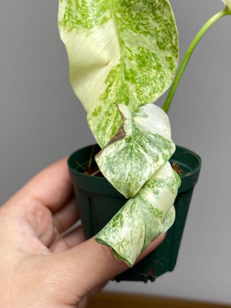 ご*ん様 【斑入り強め✨】モンステラ　デリシオーサ　レガシー　斑入り　希少　人気