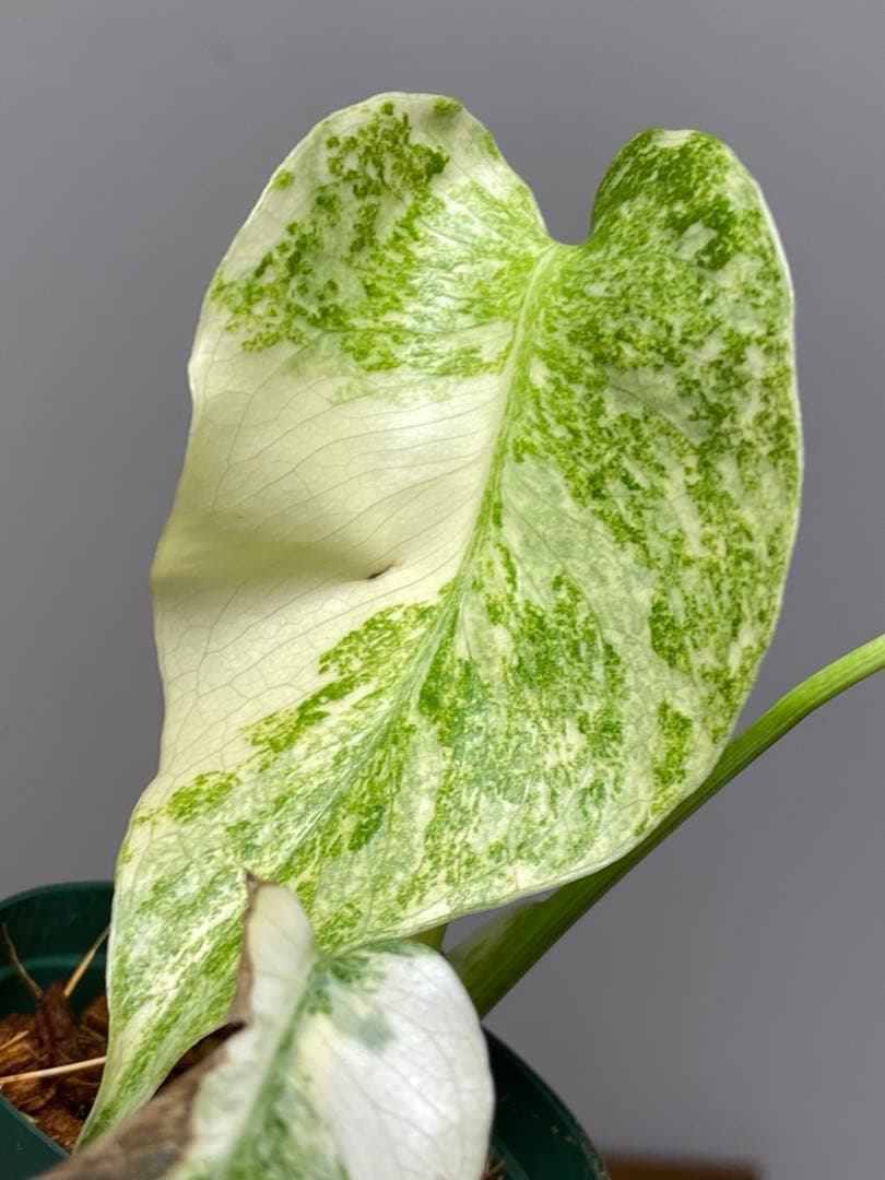 ご*ん様 【斑入り強め✨】モンステラ　デリシオーサ　レガシー　斑入り　希少　人気