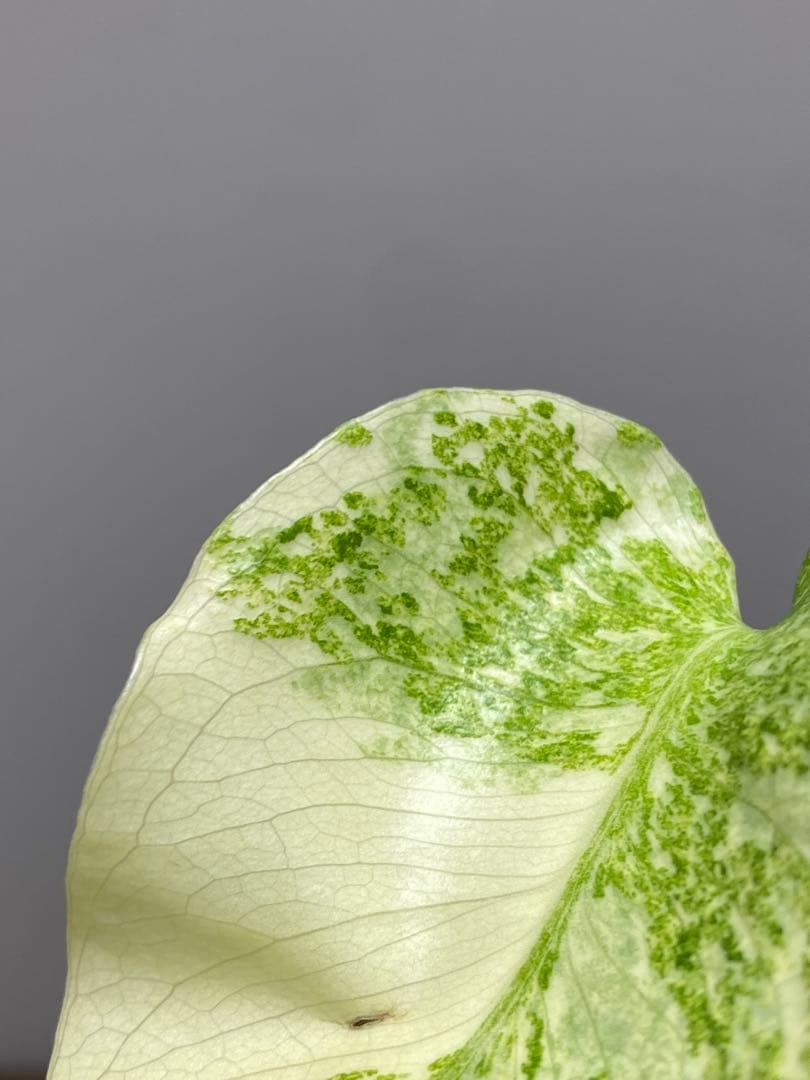 ご*ん様 【斑入り強め✨】モンステラ　デリシオーサ　レガシー　斑入り　希少　人気