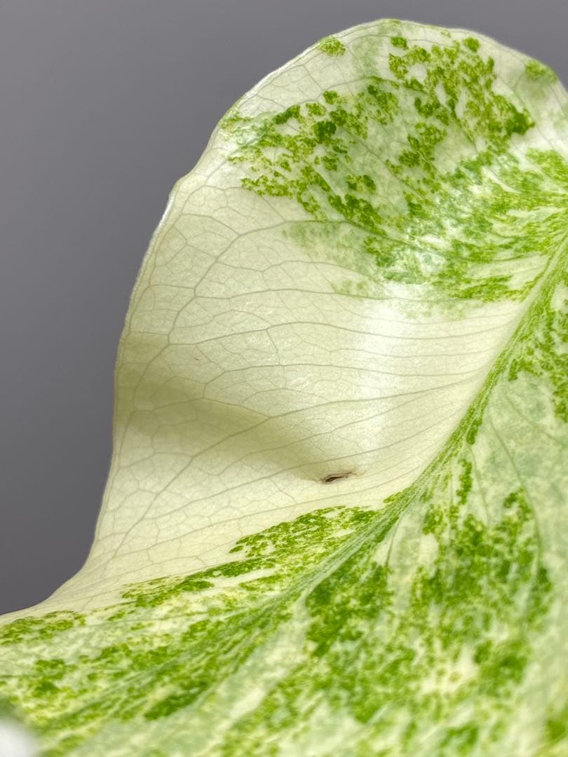 ご*ん様 【斑入り強め✨】モンステラ　デリシオーサ　レガシー　斑入り　希少　人気