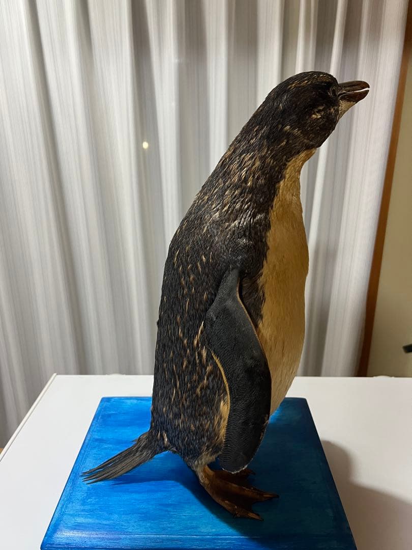 ペンギン剥製