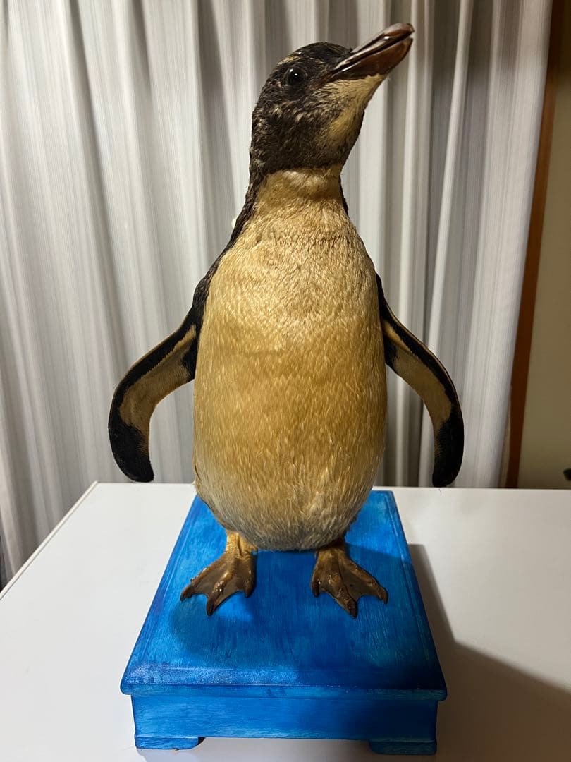 ペンギン剥製
