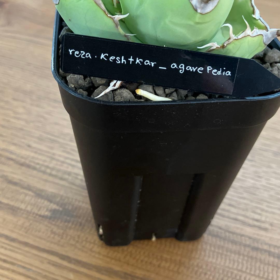 t*4様 【初売りオークション】125 REZA産　イラン株　アガベ　アングリー