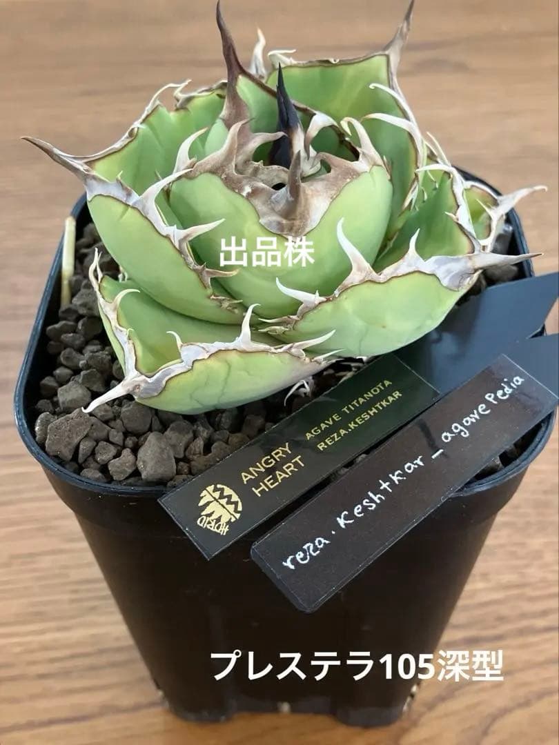 t*4様 【初売りオークション】125 REZA産　イラン株　アガベ　アングリー