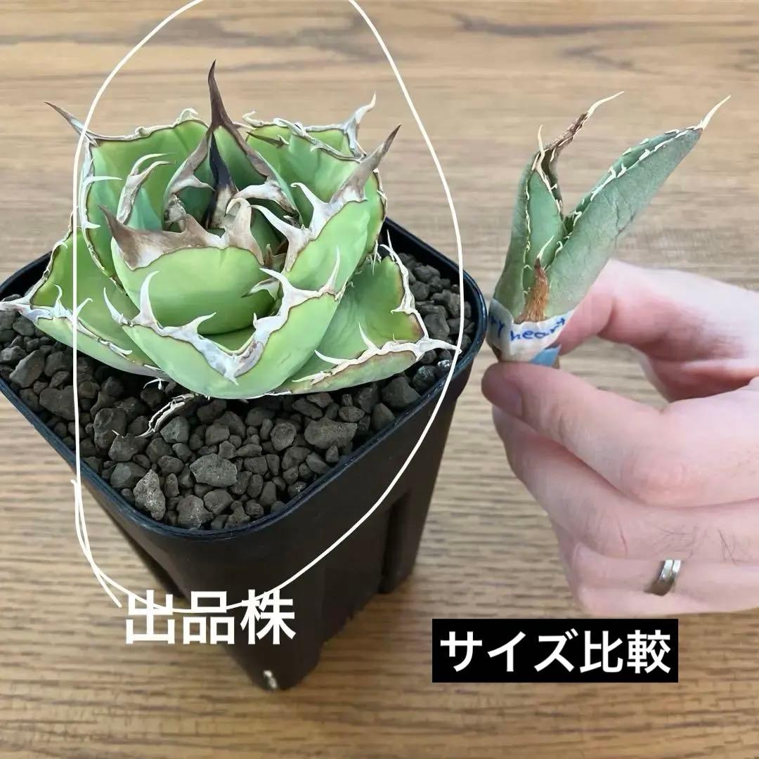 t*4様 【初売りオークション】125 REZA産　イラン株　アガベ　アングリー