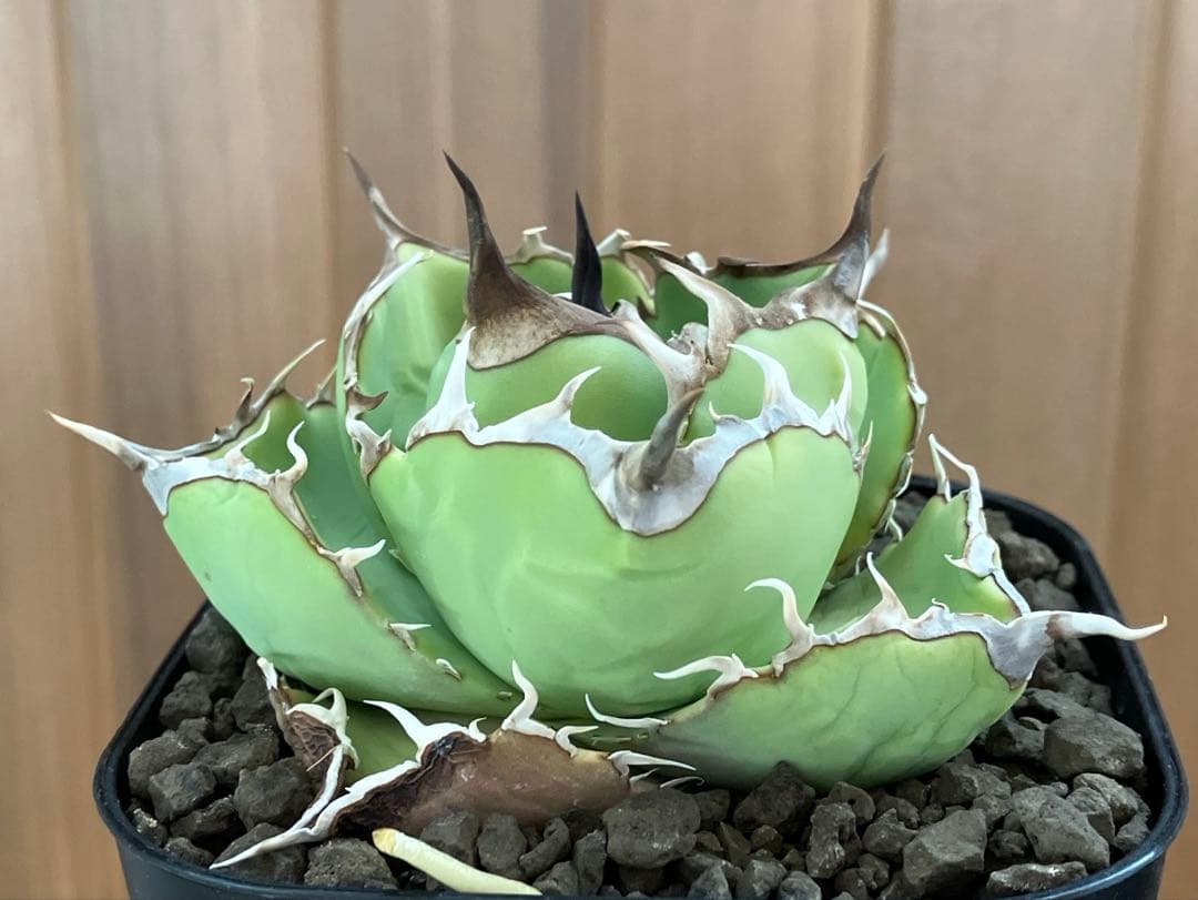 t*4様 【初売りオークション】125 REZA産　イラン株　アガベ　アングリー