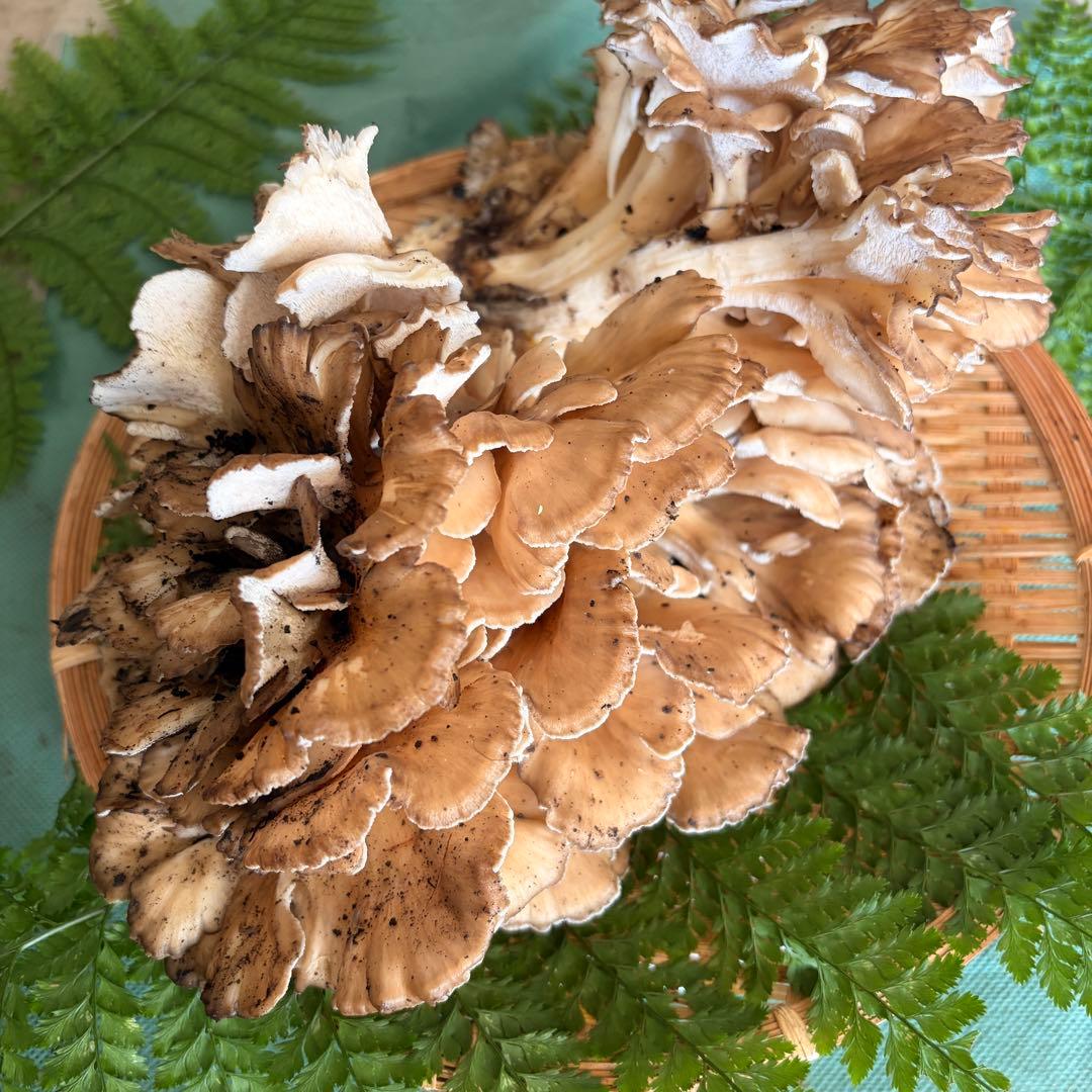 食材仕入れ専門‼️ 天然きのこ 舞茸 クリタケ ナラタケ2kg クール送料込