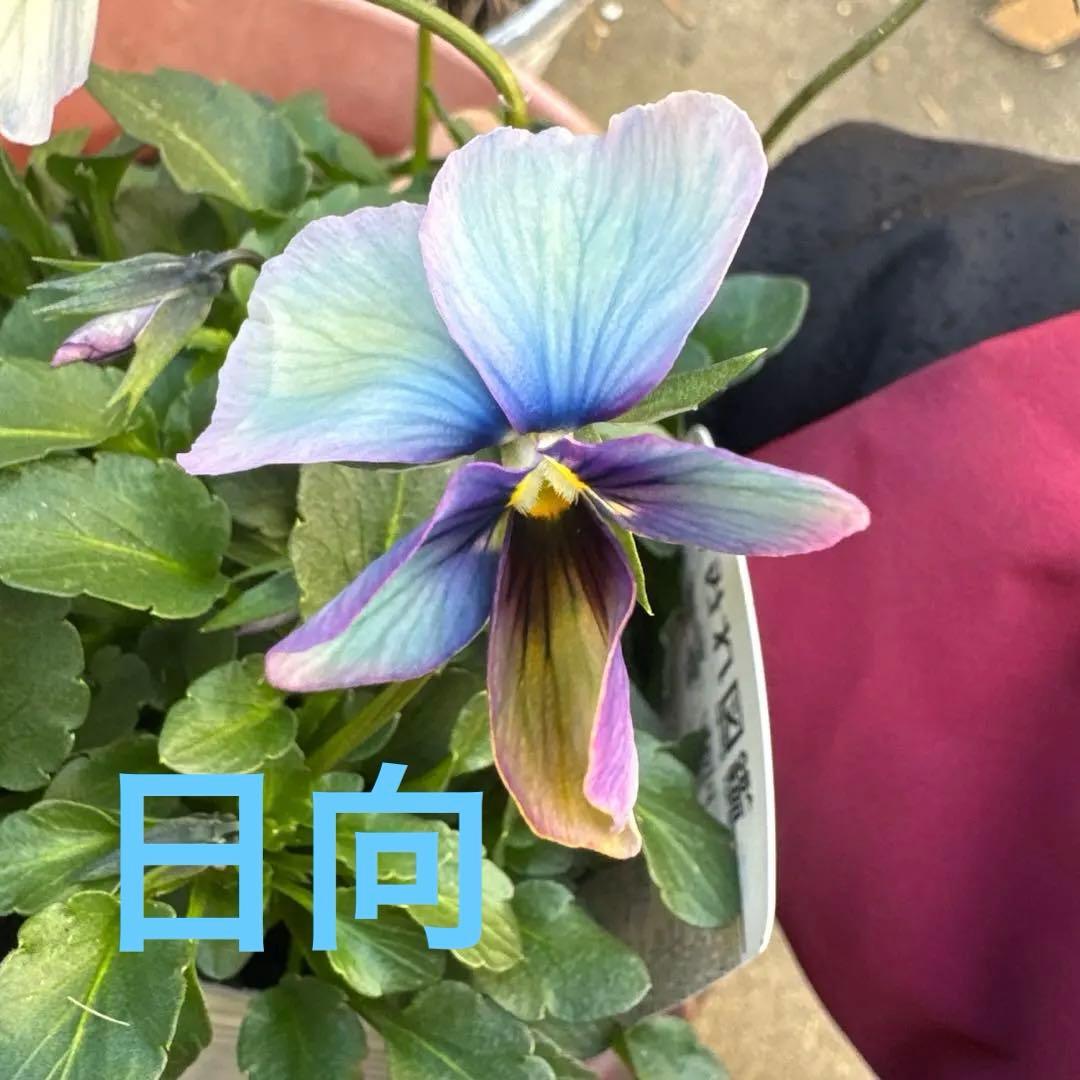 ビオラ　パンジー　すみれ図鑑