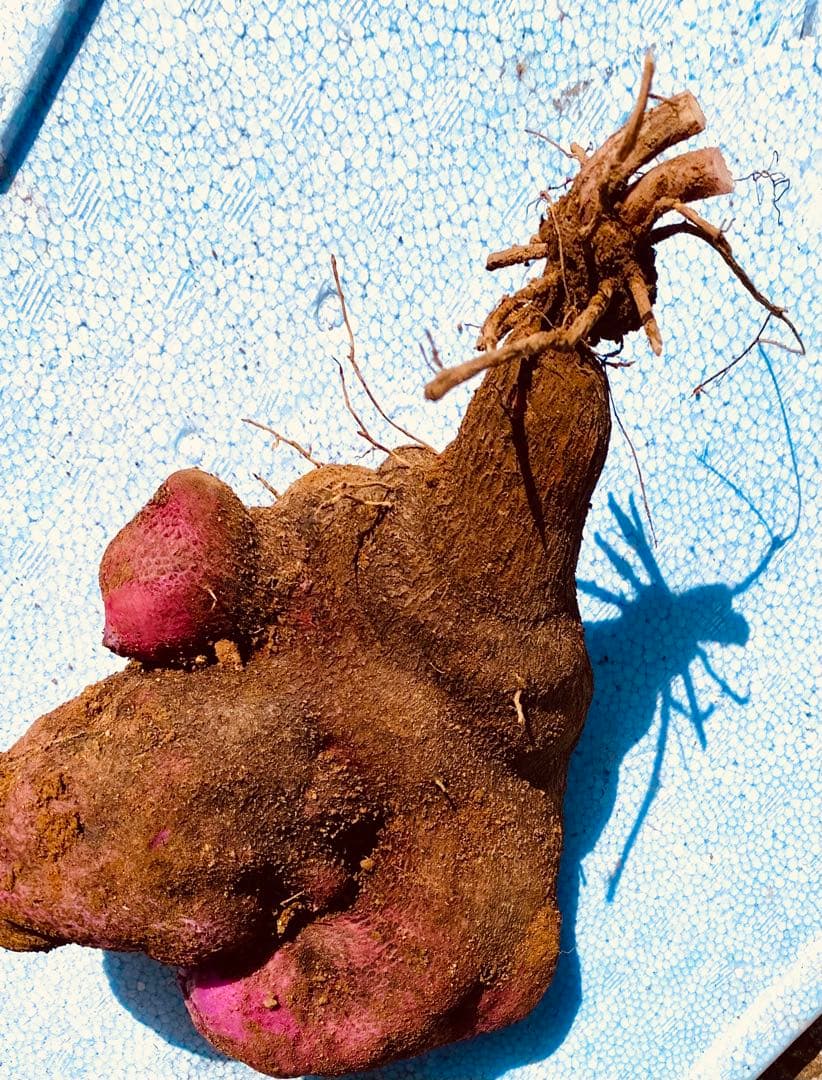 hisae　紫山芋20kg