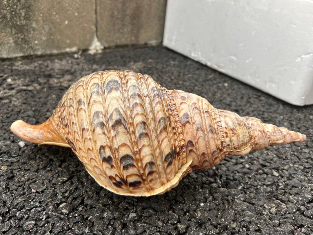 法螺貝　37.5cm (直線34cm) 825g