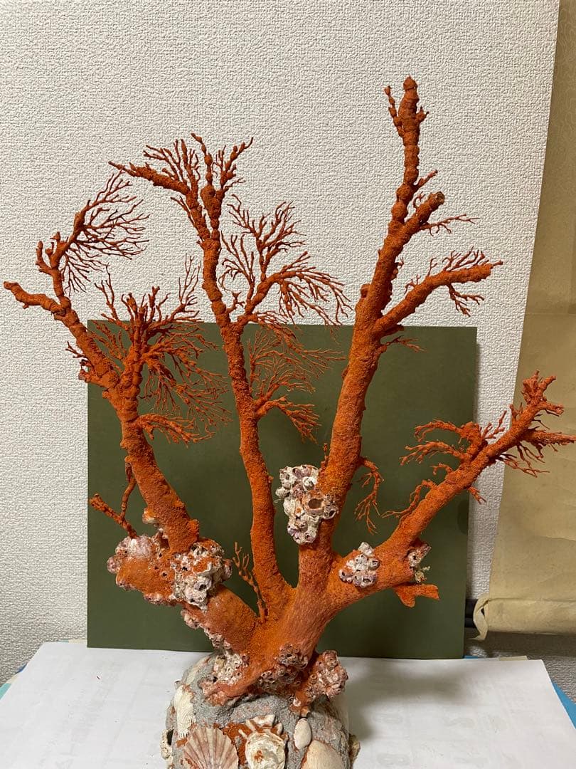 赤珊瑚 天然アップル珊瑚 原木