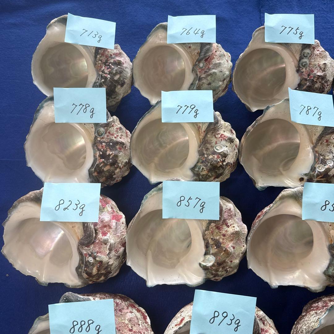 夜光貝　ヤコウ貝　まとめ売り　19個　15、5kg アクセサリー　ルアー